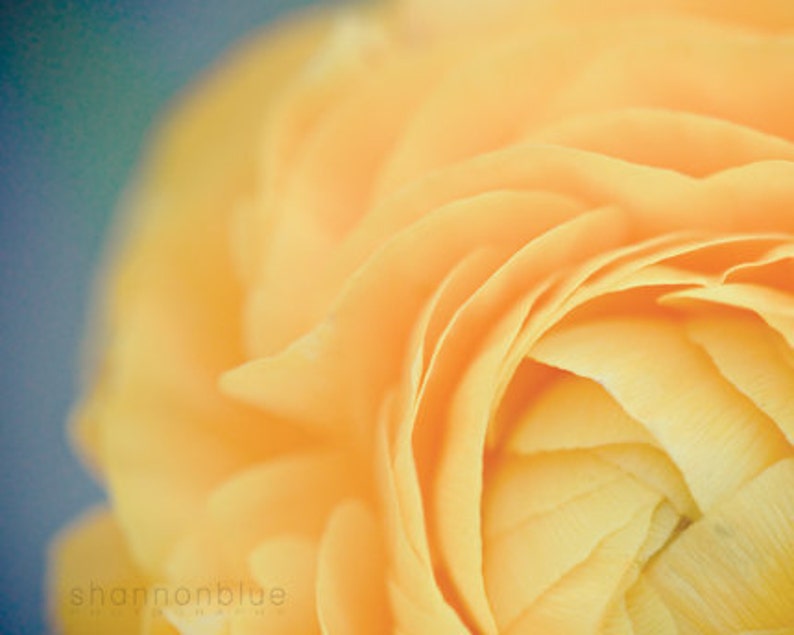 ranunculus photography, yellow, soft, butter, botanical photography, flower photography, robins egg blue, summer, nature / buttery no. 1 image 1