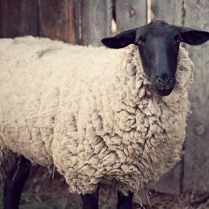 sheep farm photography / rustic, neutral tones, farm animal, lamb, beige / have you any wool / 8x10 fine art photo image 1