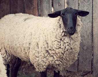 sheep farm photography / rustic, neutral tones, farm animal, lamb, beige / have you any wool / 8x10 fine art photo