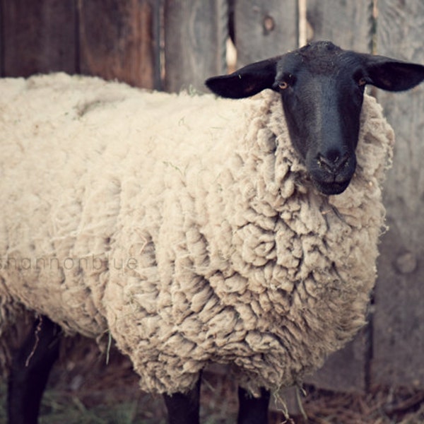 sheep farm photography / rustic, neutral tones, farm animal, lamb, beige / have you any wool / 8x10 fine art photo