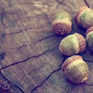 acorn nature photography / autumn, fall, woodland, rustic, earth tones, forest green, brown, wood, wooden, still life / acorns / 8x10 image 1