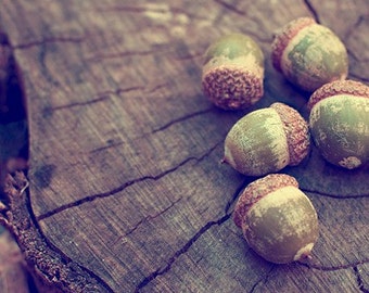 acorn nature photography / autumn, fall, woodland, rustic, earth tones, forest green, brown, wood, wooden, still life / acorns / 8x10