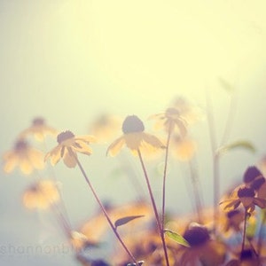summer flower photography, black-eyed susan, nature photography, botanical photography, sun, yellow, gold, golden, pale blue, hazy/ glow image 1