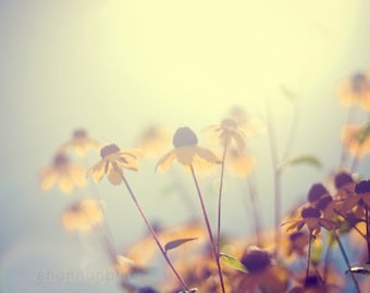 summer flower photography, black-eyed susan, nature photography, botanical photography, sun, yellow, gold, golden, pale blue, hazy/ glow