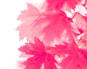 maple leaf photography / nature photography, autumn, pink, red, minimalist, maple leaf, leaves / pink on white / 8x10 fine art photograph