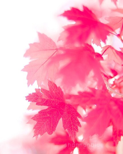 maple leaf photography / nature photography, autumn, pink, red, minimalist, maple leaf, leaves / pink on white / 8x10 fine art photograph