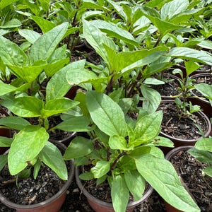 May include: A close-up view of a group of potted basil plants. The plants are green and healthy, with large leaves. The pots are brown and are arranged in rows.