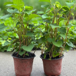 May include: Two potted plants with vibrant green leaves and reddish-brown stems. The plants are in terracotta-colored plastic pots, set against a blurred green background. The plants appear healthy and well-watered, ready for planting.