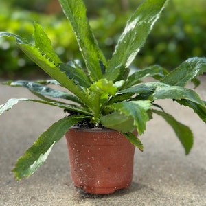 Culantro plant in 4 inches pot.  Ngo gai