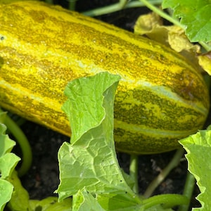 Dưa gang 40 seeds. Musk Melon