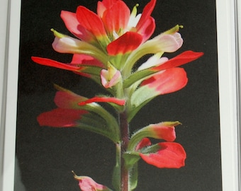 Texas Wildflowers Note Card Sets Your  Choice, Gardener or Nature Lover Blank Greeting Cards, Bluebonnet - Paintbrush - Firewheel - Cactus