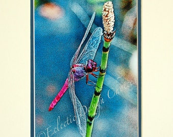 Pink Dragonfly Matted Digitally Altered Photo, Woodland Photo Dragonfly Wall Art, Natural History Photographic Art Print