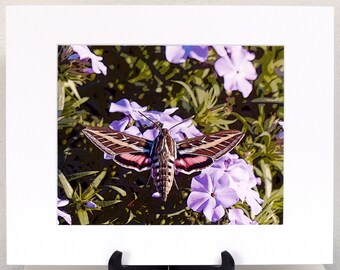White-lined Sphinx Moth Matted Altered Photo Print, Hummingbird Moth With Flowers Photographic Art