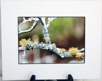 Woodland Photo of Mosses and Lichens, 5x7 Matted Photographic Art Print