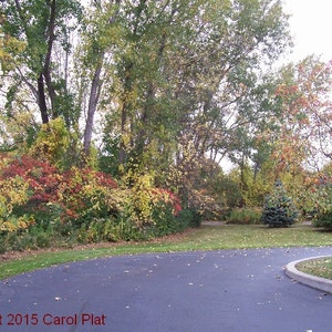 Fall Foliage of Around Rochester (Greece), New York - Digital Photo