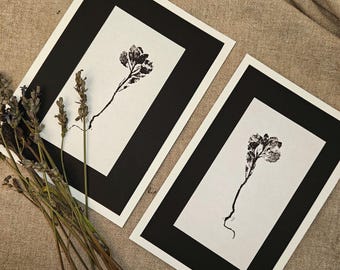 Può includere: Due stampe incorniciate nere con sfondi bianchi che presentano illustrazioni botaniche in bianco e nero di un singolo fiore.