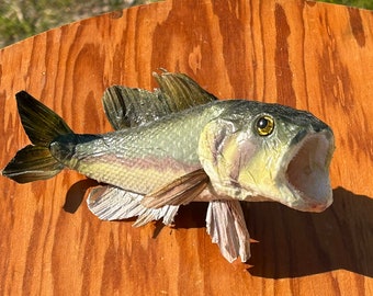 Vintage Small Bass Taxidermy Free Standing Fish Fun Kitschy Farmhouse Inspired Decor