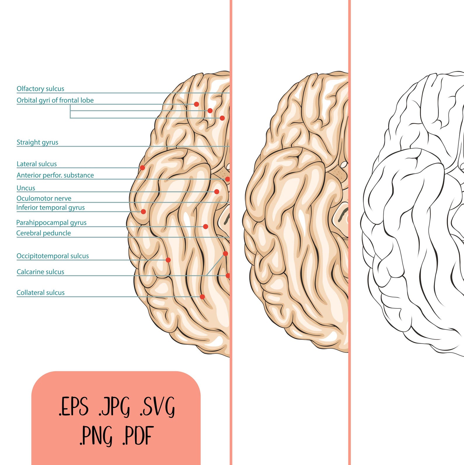 Hand Drawn Human Brain With Labels. Base of the Brain. Eps, Pdf, Svg ...
