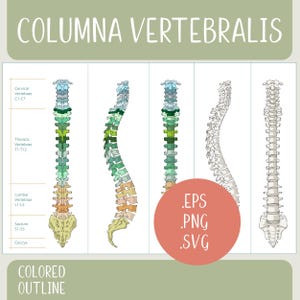 Printable Human Spine Labelled svg, png, eps
