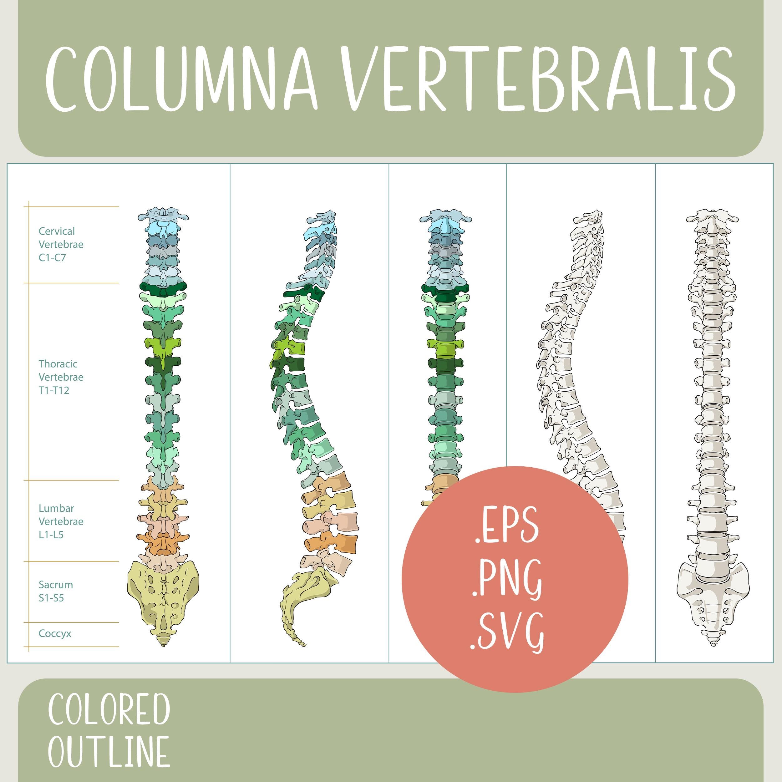 Printable Human Spine Labelled Svg, Png, Eps - Etsy