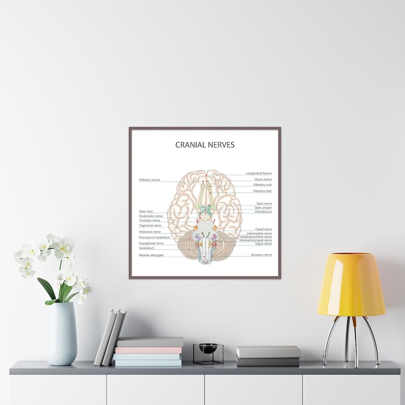 Cranial Nerves Anatomy Diagram, Labeled and Unlabeled Brain Chart ...