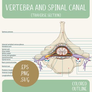 椎骨と脊柱管。eps、pdf、svg、png、jpg。