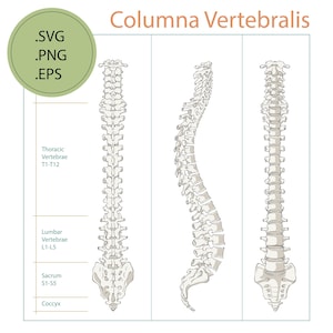 Printable Human Spine Labelled svg, png, eps