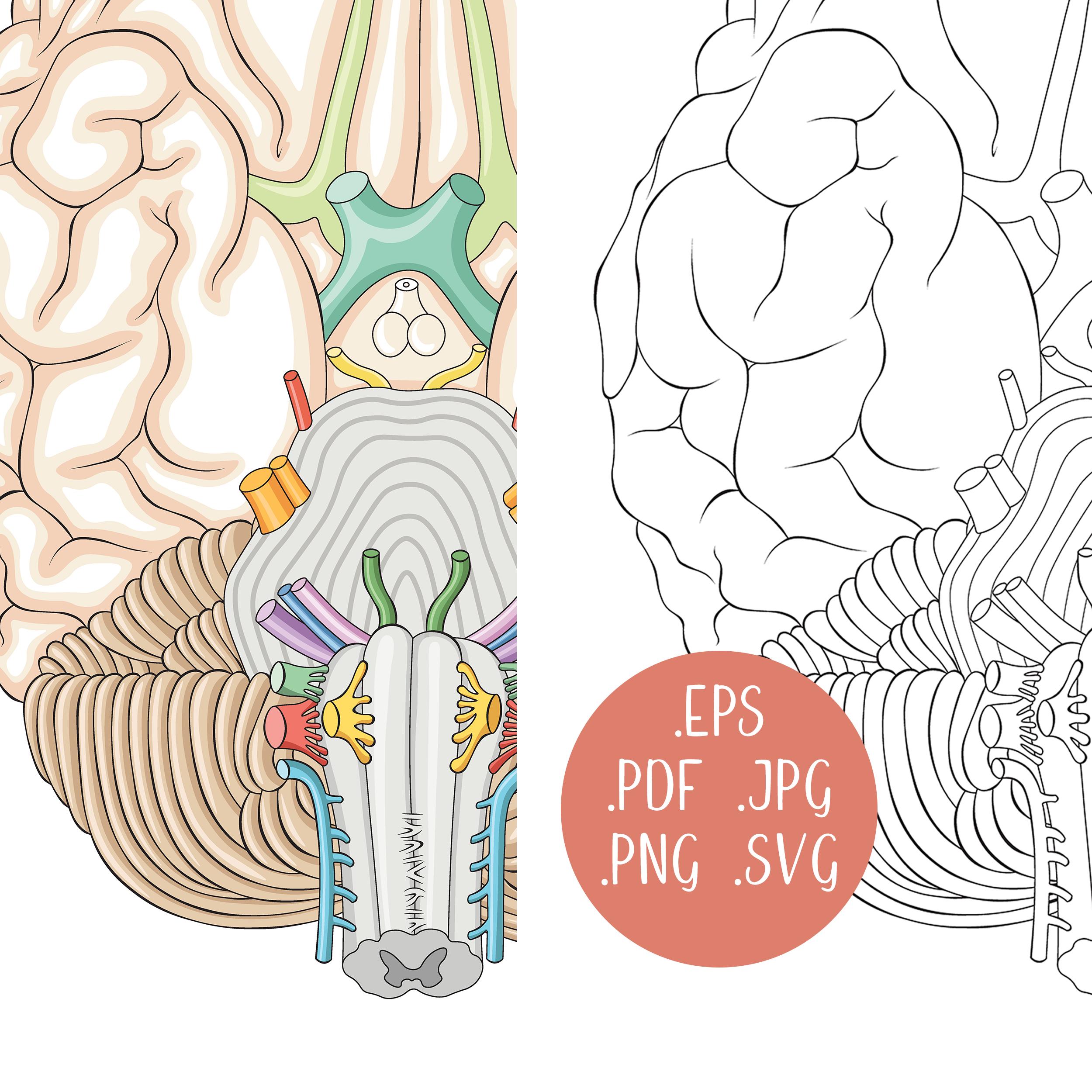 Cranial Nerves Anatomy Diagram, Labeled and Unlabeled Brain Chart ...