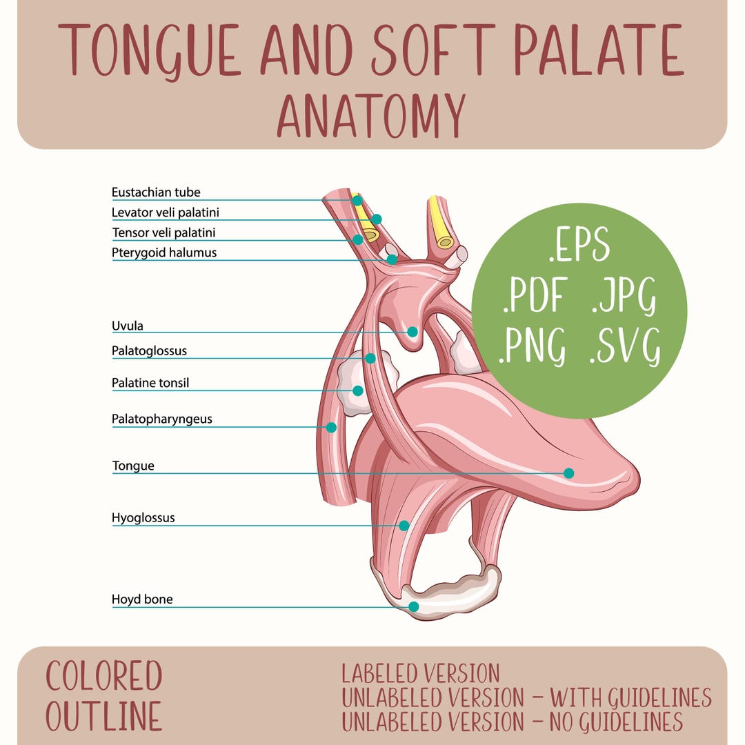 Velar Ridge Tongue and Soft Palate Anatomy Diagram, Colored and Outline Oral ...