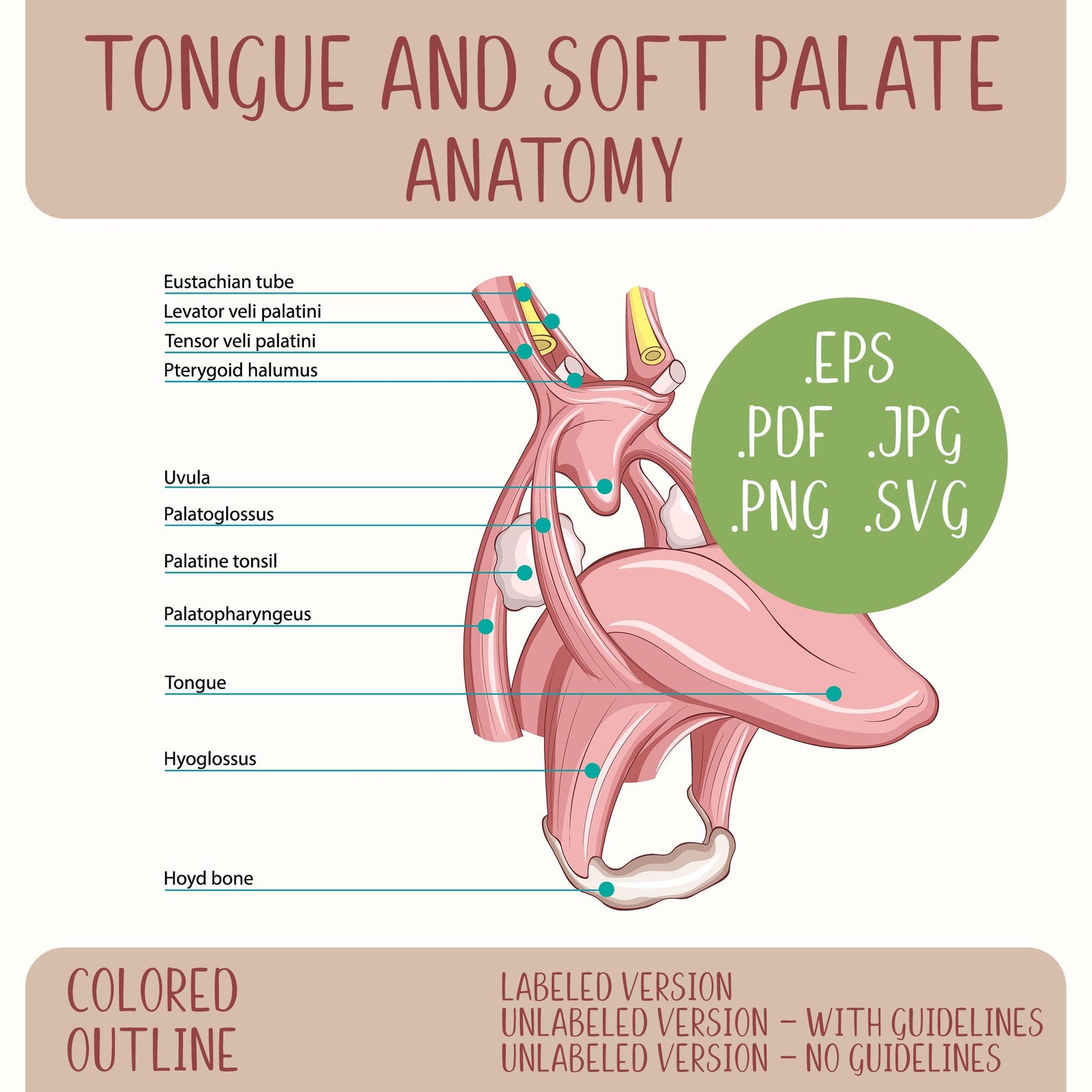 Velar Ridge Tongue and Soft Palate Anatomy Diagram, Colored and Outline Oral ...