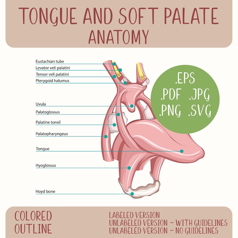 Velar Ridge Tongue and Soft Palate Anatomy Diagram, Colored and Outline Oral ...