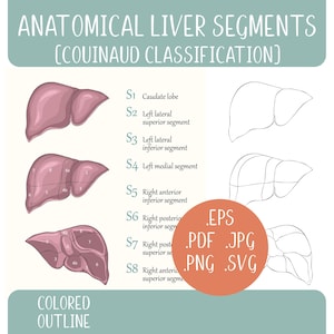 May include: Anatomical Liver Segments diagram with Couinaud Classification. The image shows colored and outline illustrations of the liver, segmented and labeled with numbers and descriptions. Includes file type options: EPS, PDF, JPG, PNG, and SVG.