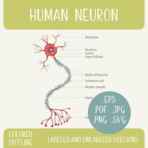 Printable Neuron Anatomy Clipart, Medical Graphic (svg, png, eps, pdf, jpg)