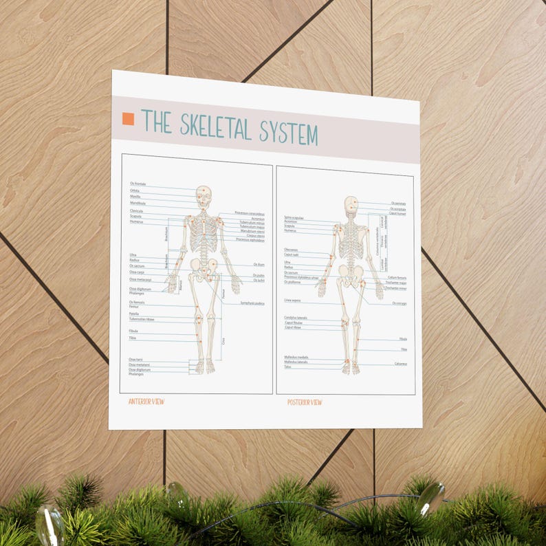 Skeletal System, Labeled Human Skeleton Poster Educational Anatomy Art ...