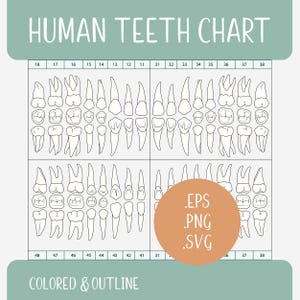 Tabla de dientes humanos, coloreada y delineada (SVG, PNG, EPS)