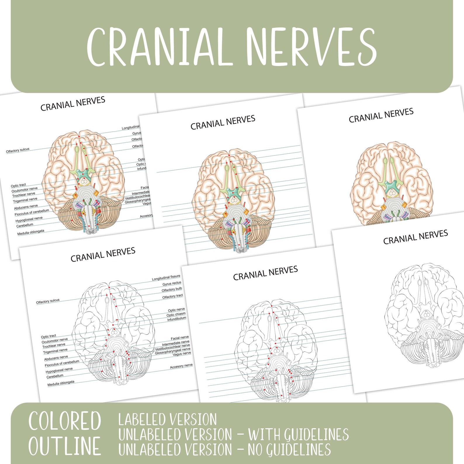 Cranial Nerves Anatomy Diagram, Labeled and Unlabeled Brain Chart ...