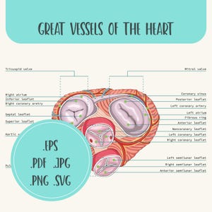 Große Gefäße und Herzklappe des menschlichen Herzens. Herzklappenanatomie. Mitralklappe, Pulmonalklappe, Aortenklappe, Trikuspidalklappe.