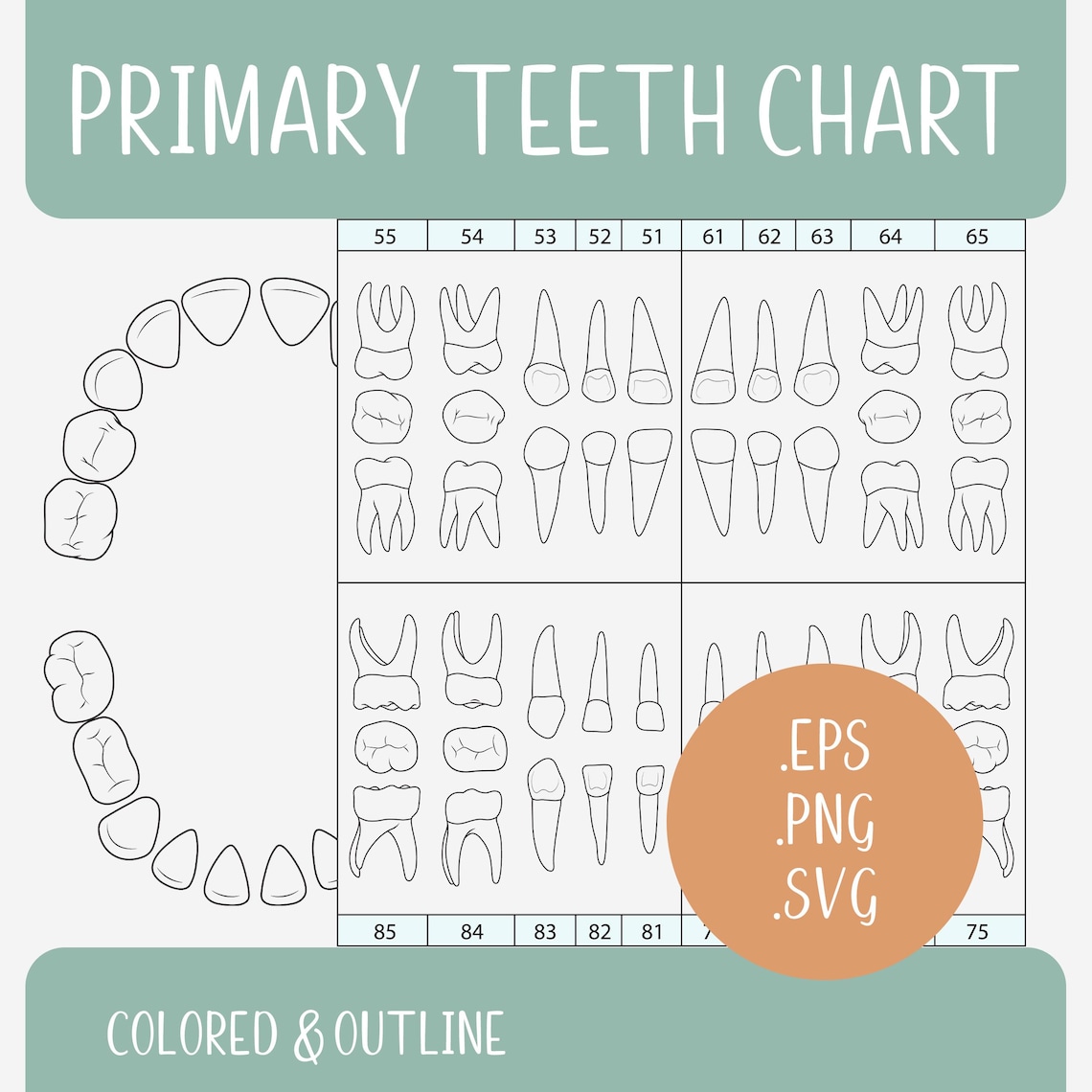 Primary Teeth Chart | Baby Teeth Diagram Outline | US & EU Dental ...