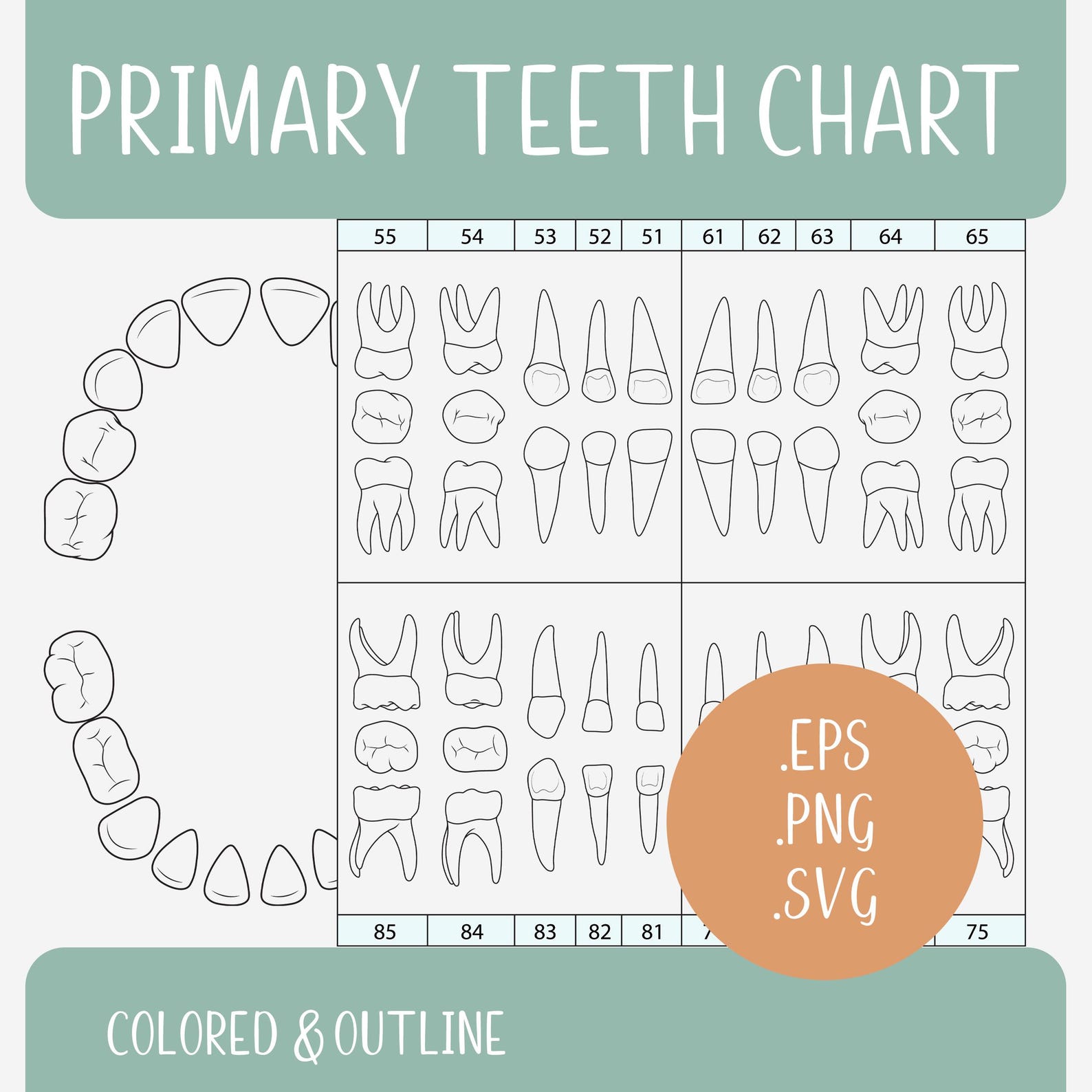 Primary Teeth Chart | Baby Teeth Diagram Outline | US & EU Dental ...
