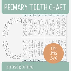 乳歯チャート | 乳歯図解アウトライン | 米国およびEUの歯番号システム | デジタルダウンロード