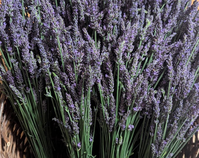 2025 Harvested Dried Lavender - Grown in Pike County, MO