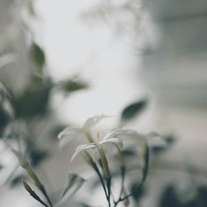 Single Essence of Jasmine