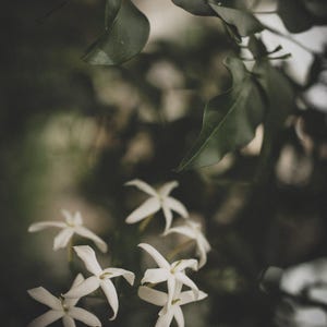 Pojedyncza esencja jaśminu zdjęcie 2