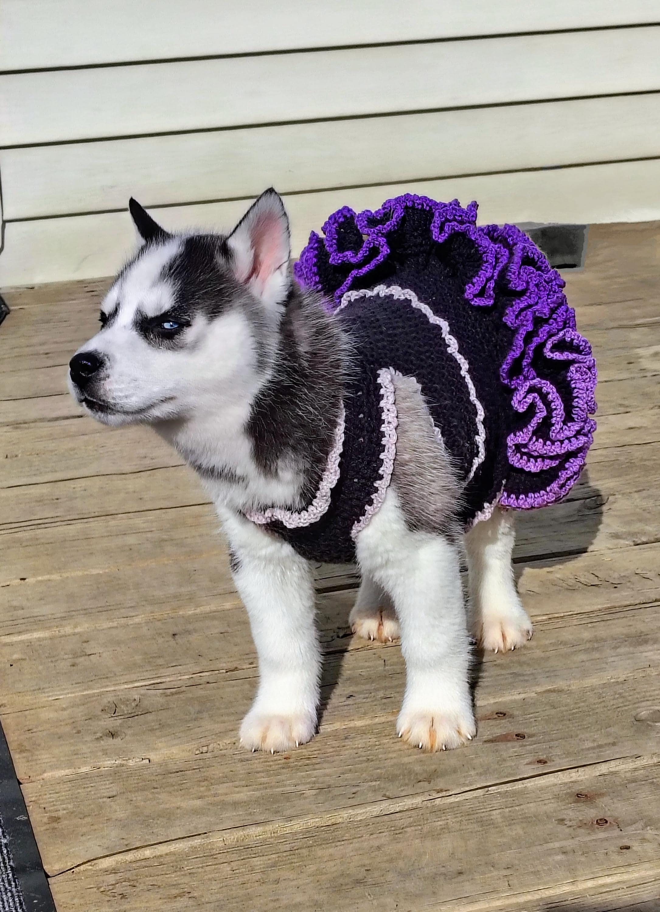 Dog Sweater, Crochet Dog Dress, Pet Fashion, Crochet Witch Costume for Dog, Halloween Pet Clothing - Thumbnail 2