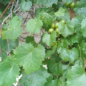 10 Grape Muscadine Seeds