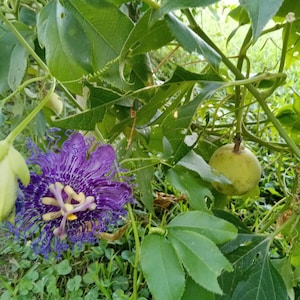 May include: A purple passionflower with yellow pollen and a green passion fruit growing on a vine.