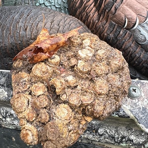 6” Agatized Coral Fossil 2.72 lbs golden brown and tan quartz