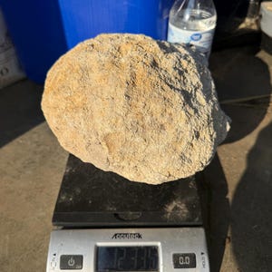 May include: A beige, irregularly shaped rock sits on a digital scale. The scale displays a weight of 12.335 pounds. A plastic water bottle is visible in the background.