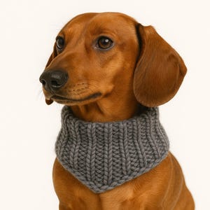 May include: A brown dachshund dog wearing a gray knitted cowl. The cowl is a solid gray color with a ribbed texture. The dog has brown eyes and a black nose. The background is plain white.