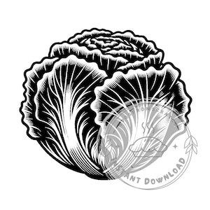 Lettuce Heads SVG bundle